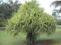 pandanus tectorius.jpg